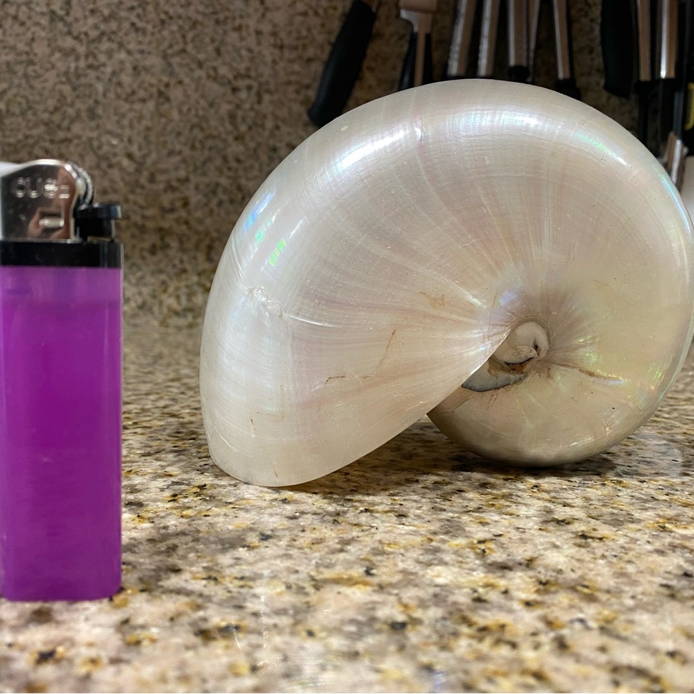 Seashell - Nautical Decor - Ocean